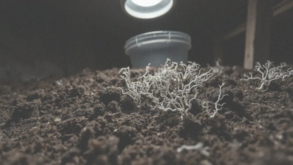 Jakie wymagania ma grzybnia pieczarek?