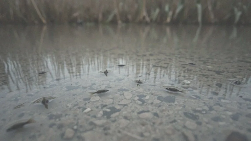 Babka bycza gatunek inwazyjny – zagrożenie dla polskich wód