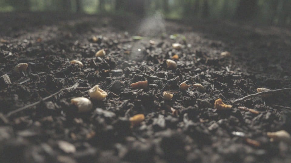 Jak zrobić własną grzybnię? Przewodnik krok po kroku